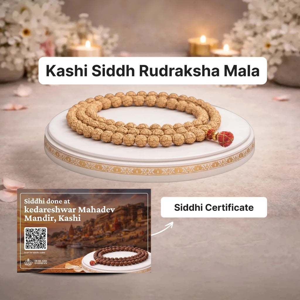Rudraksha Mala Kashi Siddh 108 + 1 Beads - Kashi Siddh & Certified