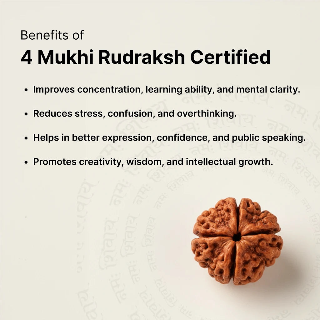 4 Mukhi Rudraksha - Kashi Siddh & Certified