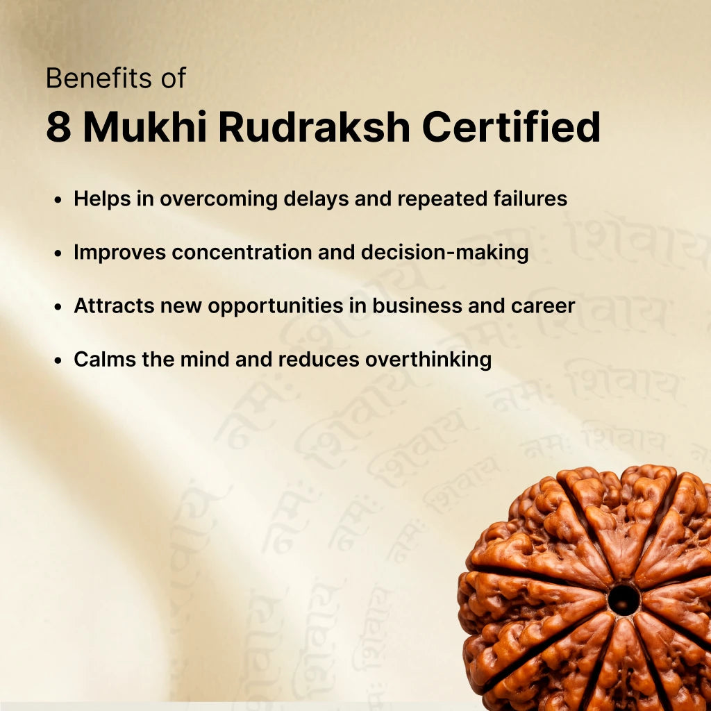 8 Mukhi Rudraksha - Kashi Siddh & Certified