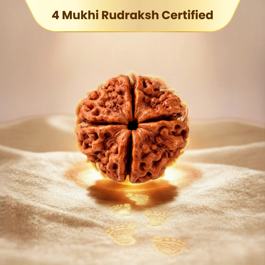 4 Mukhi Rudraksha - Kashi Siddh & Certified