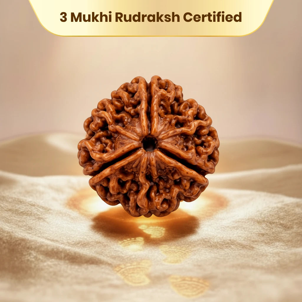 3 Mukhi Rudraksha - Kashi Siddh & Certified