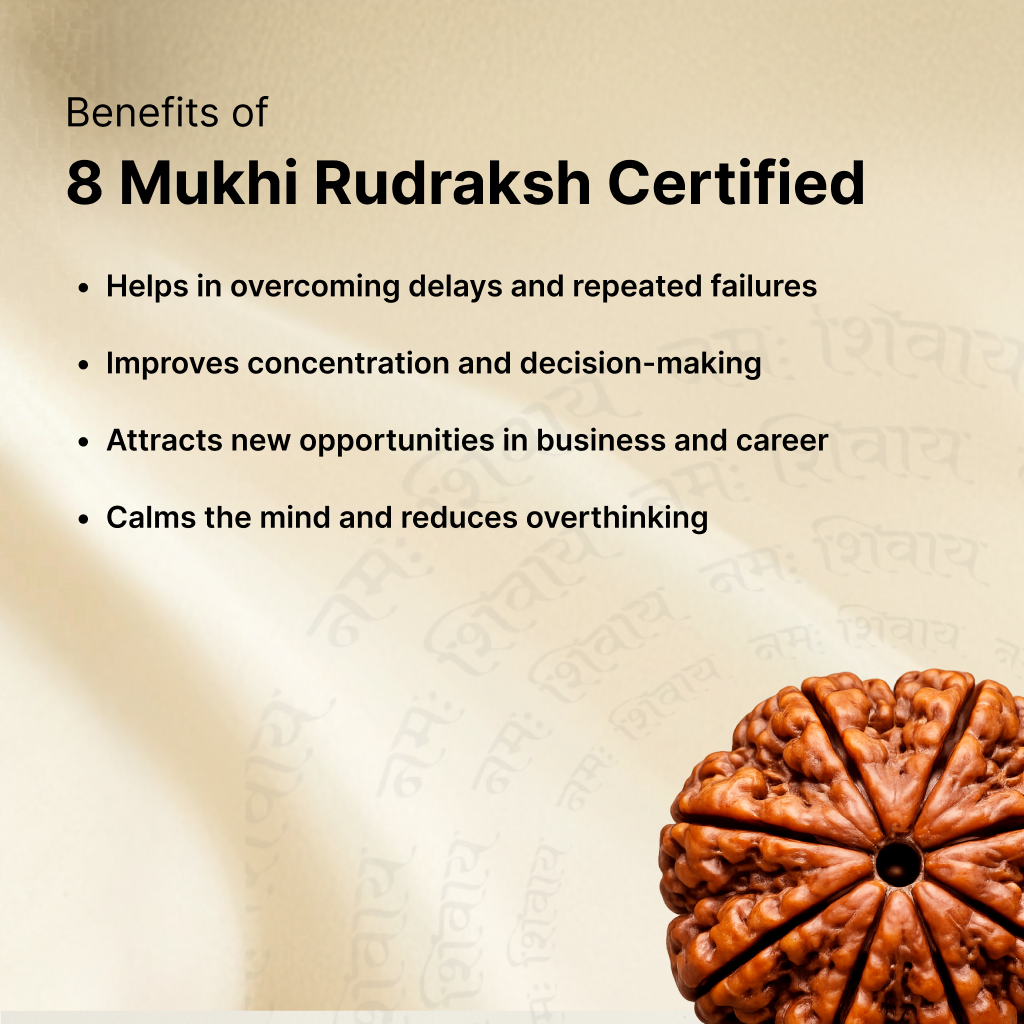 8 Mukhi Rudraksh Kashi Siddh and Certified