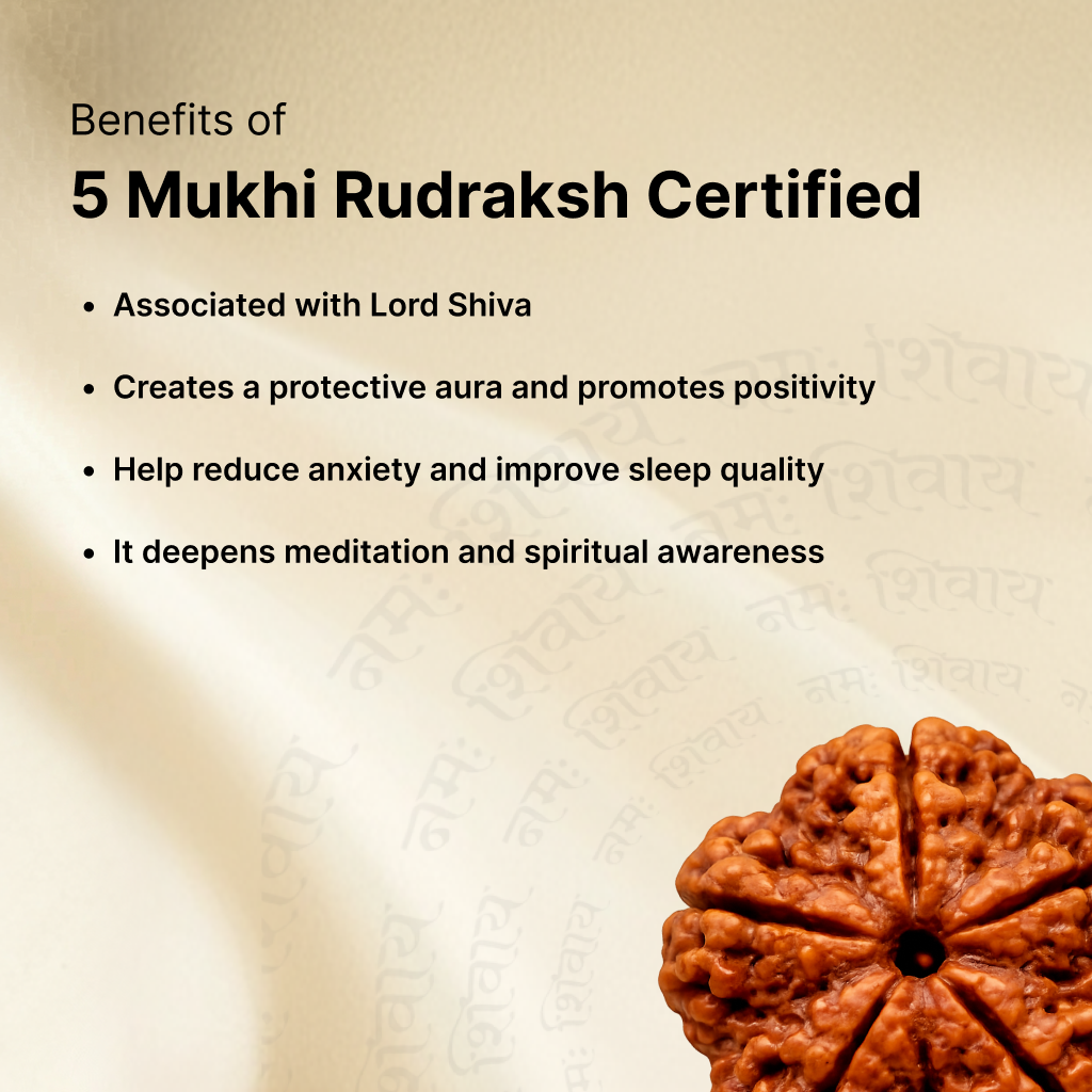 5 Mukhi Rudraksha - Kashi Siddh & Certified