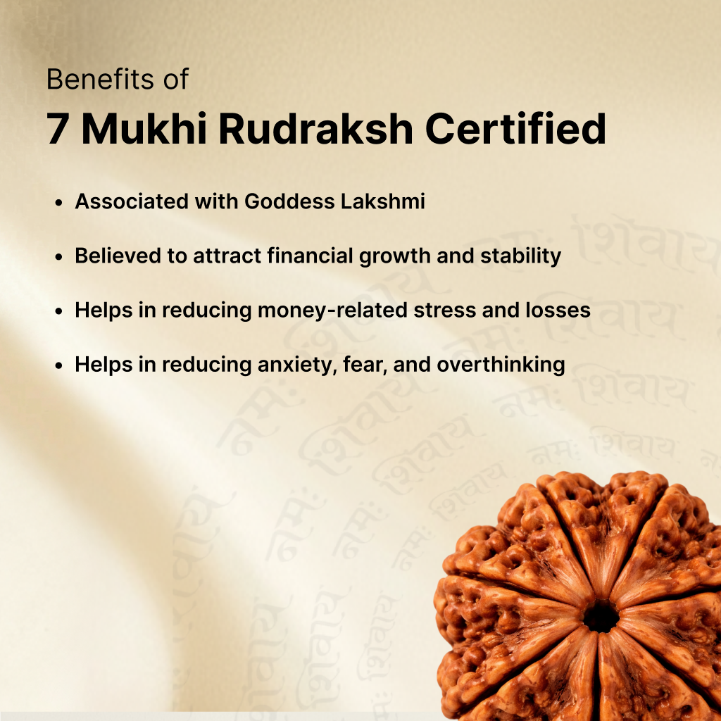 7 Mukhi Rudraksha - Kashi Siddh & Certified