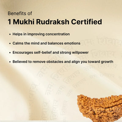 1 Mukhi Rudraksha - Kashi Siddh & Certified