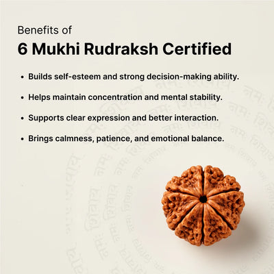 6 Mukhi Rudraksha - Kashi Siddh & Certified