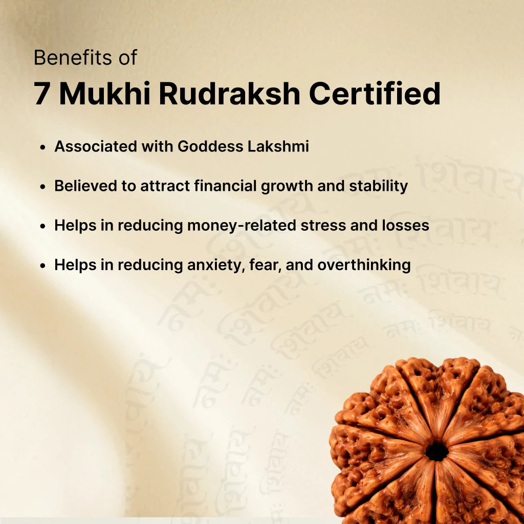 7 Mukhi Rudraksha - Kashi Siddh & Certified