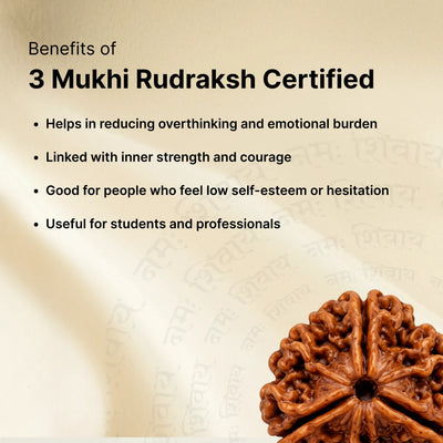 3 Mukhi Rudraksha - Kashi Siddh & Certified