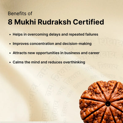 8 Mukhi Rudraksha - Kashi Siddh & Certified