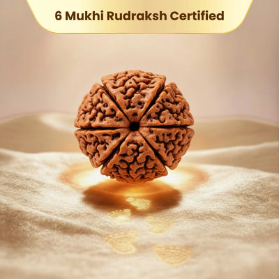 6 Mukhi Rudraksha - Kashi Siddh & Certified