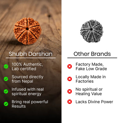 6 Mukhi Rudraksha - Kashi Siddh & Certified