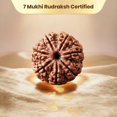 7 Mukhi Rudraksha - Kashi Siddh & Certified