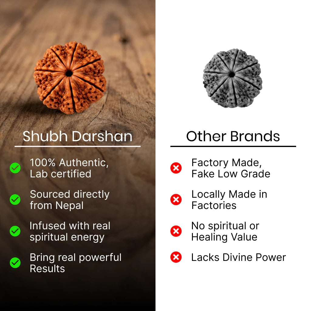 7 Mukhi Rudraksha - Kashi Siddh & Certified
