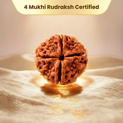 4 Mukhi Rudraksha - Kashi Siddh & Certified