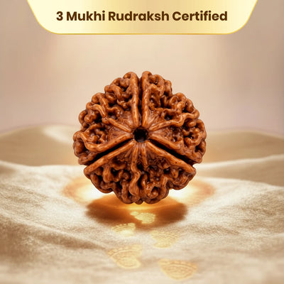 3 Mukhi Rudraksha - Kashi Siddh & Certified