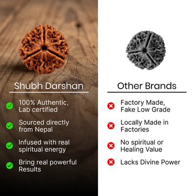 3 Mukhi Rudraksha - Kashi Siddh & Certified
