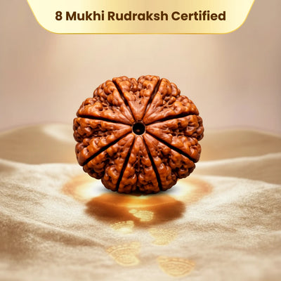 8 Mukhi Rudraksha - Kashi Siddh & Certified
