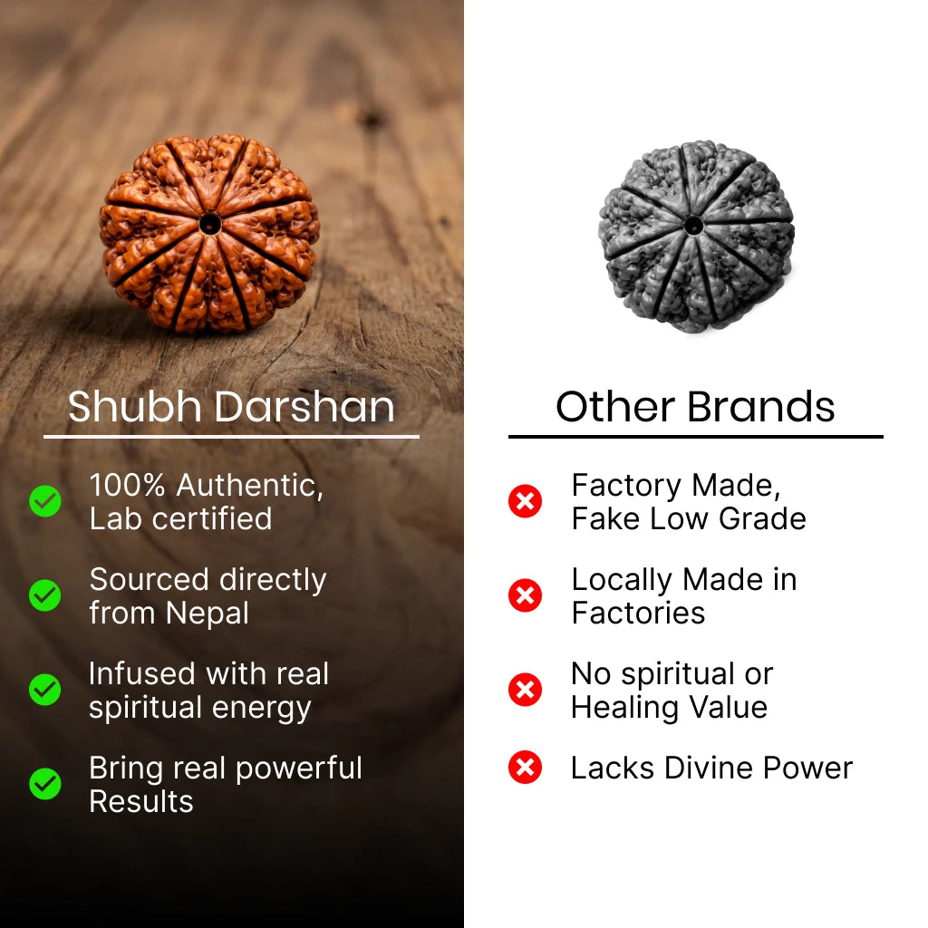 8 Mukhi Rudraksha - Kashi Siddh & Certified
