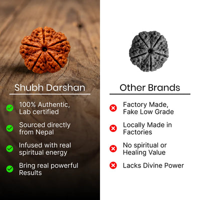 5 Mukhi Rudraksha - Kashi Siddh & Certified