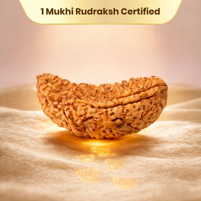 1 Mukhi Rudraksha - Kashi Siddh & Certified