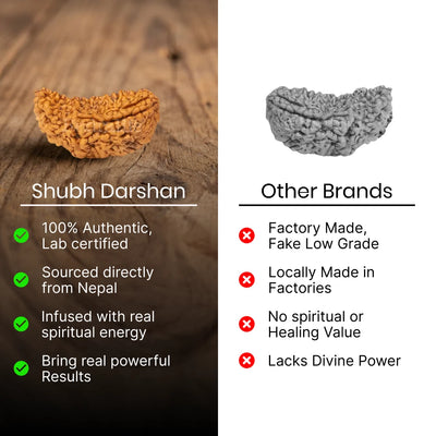 1 Mukhi Rudraksha - Kashi Siddh & Certified
